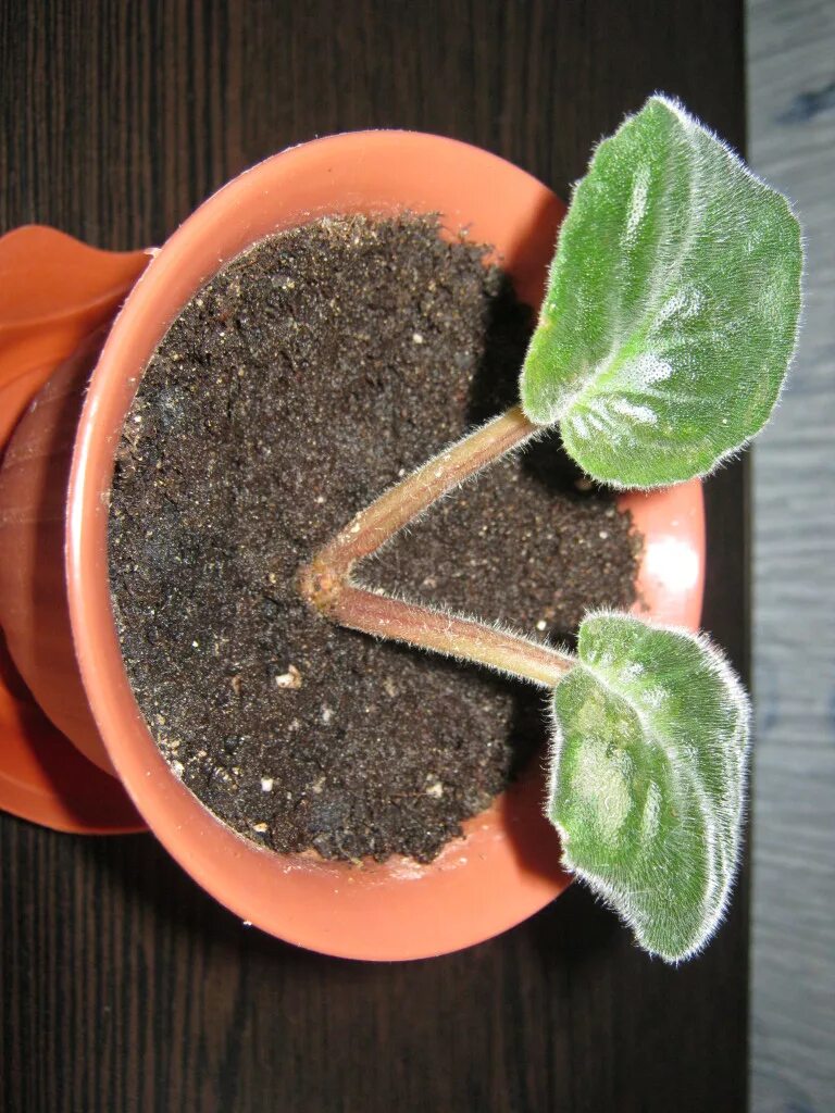 Пересадка фиалок. Пересадить цветущую фиалку. Пересадить цветущую фиалку. Пересадить цветущую фиалку. Пересадить цветущую фиалку.