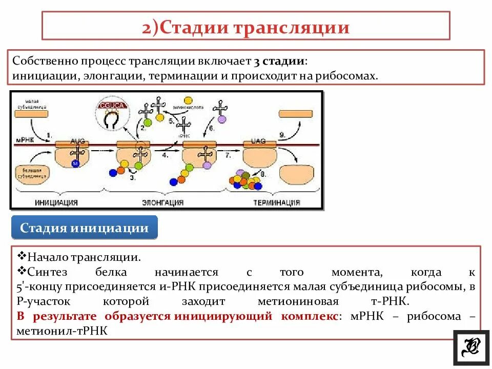 Первый этап трансляции. Этапы трансляции биосинтеза белка инициация элонгация терминация. Синтез белка трансляция этапы инициация элонгация. Схема инициации синтеза белка. Этапы трансляции биосинтеза белка инициация.