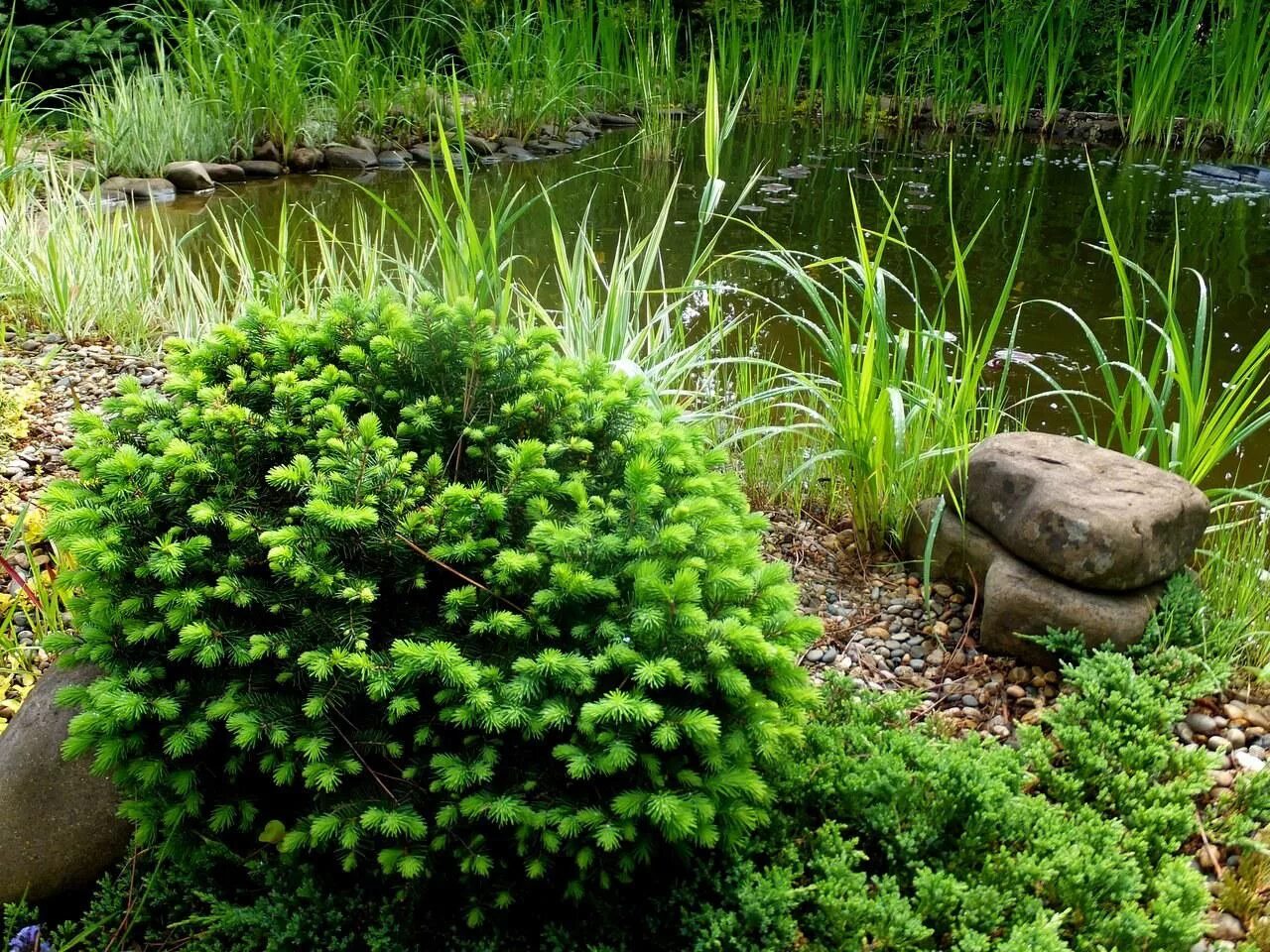 Ель Сербская Карел