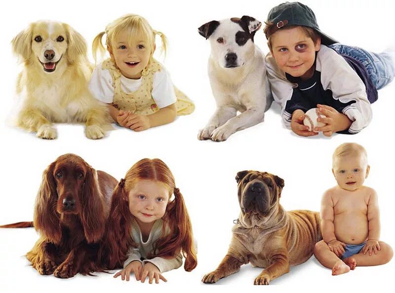 Собака для детей. Собаки для квартиры и детей. Добрые собаки для детей. Собаки для семьи с детьми.