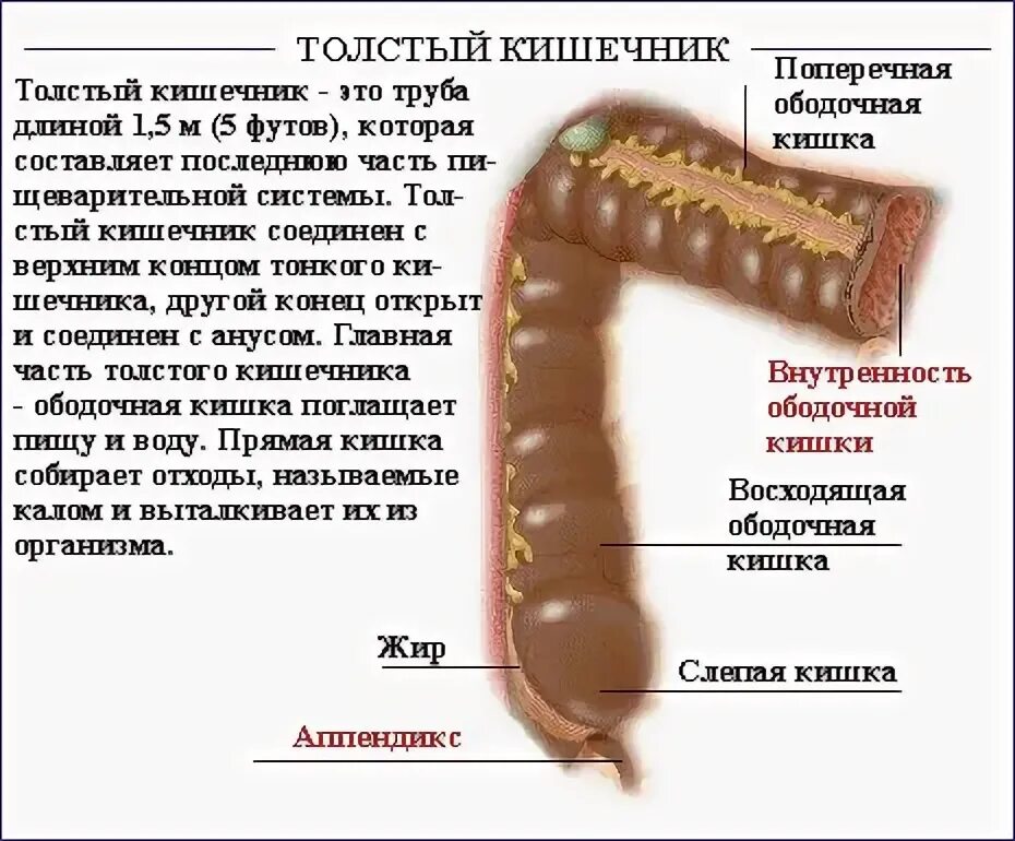 Сколько сантиметров кишка. Длина Толстого кишечника человека. Размер толстой кишки у взрослого человека. Сколько метров толстой кишки у человека. Длина толстой кишки у человека.