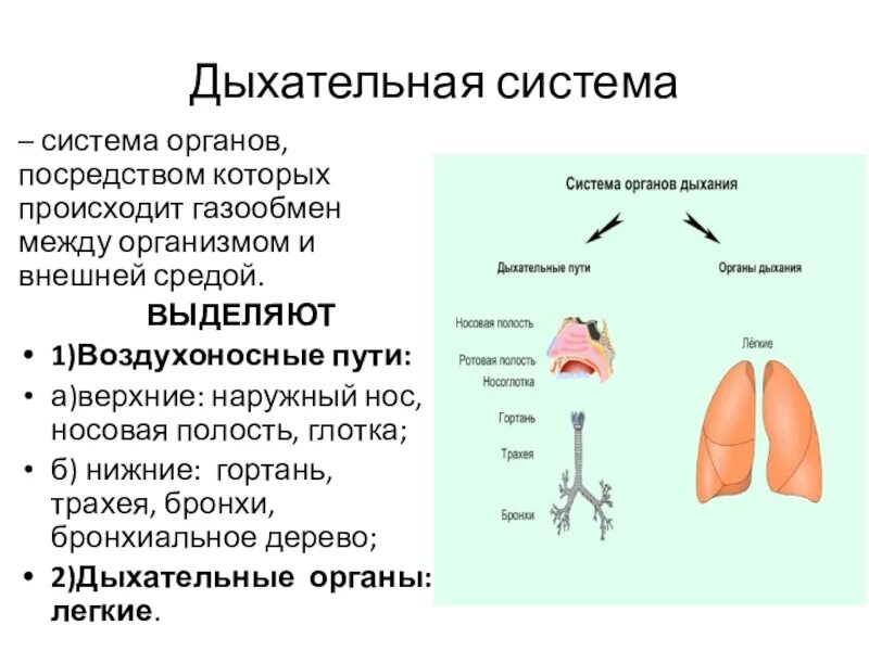 Воздухоносную функцию выполняет. Дыхательная система газообмен. Система органов дыхания. Дыхательная система органов дыхания. Орган в котором происходит газообмен.