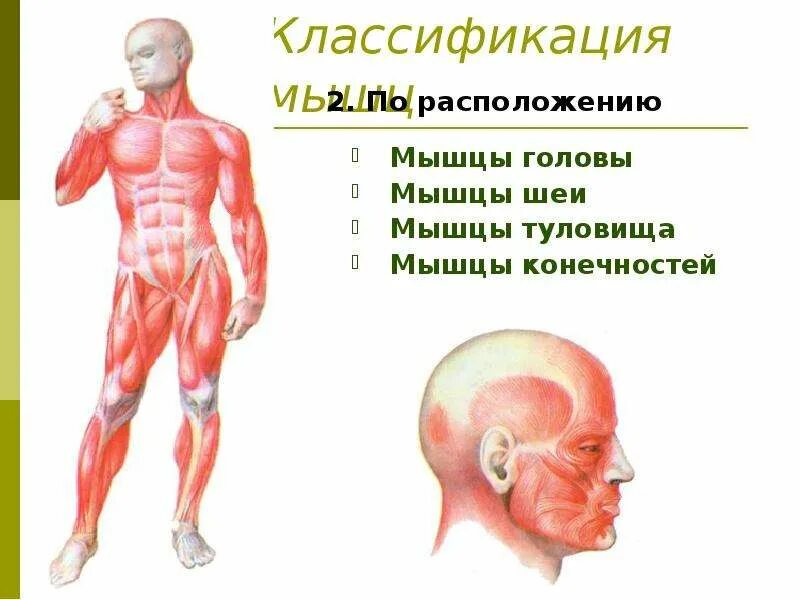 Где расположены мышцы у человека. Мышцы туловища и конечностей 8 класс биология. мышцы головы и туловища. мышцы головы туловища и конечностей. мышцы шеи туловища и конечностей.
