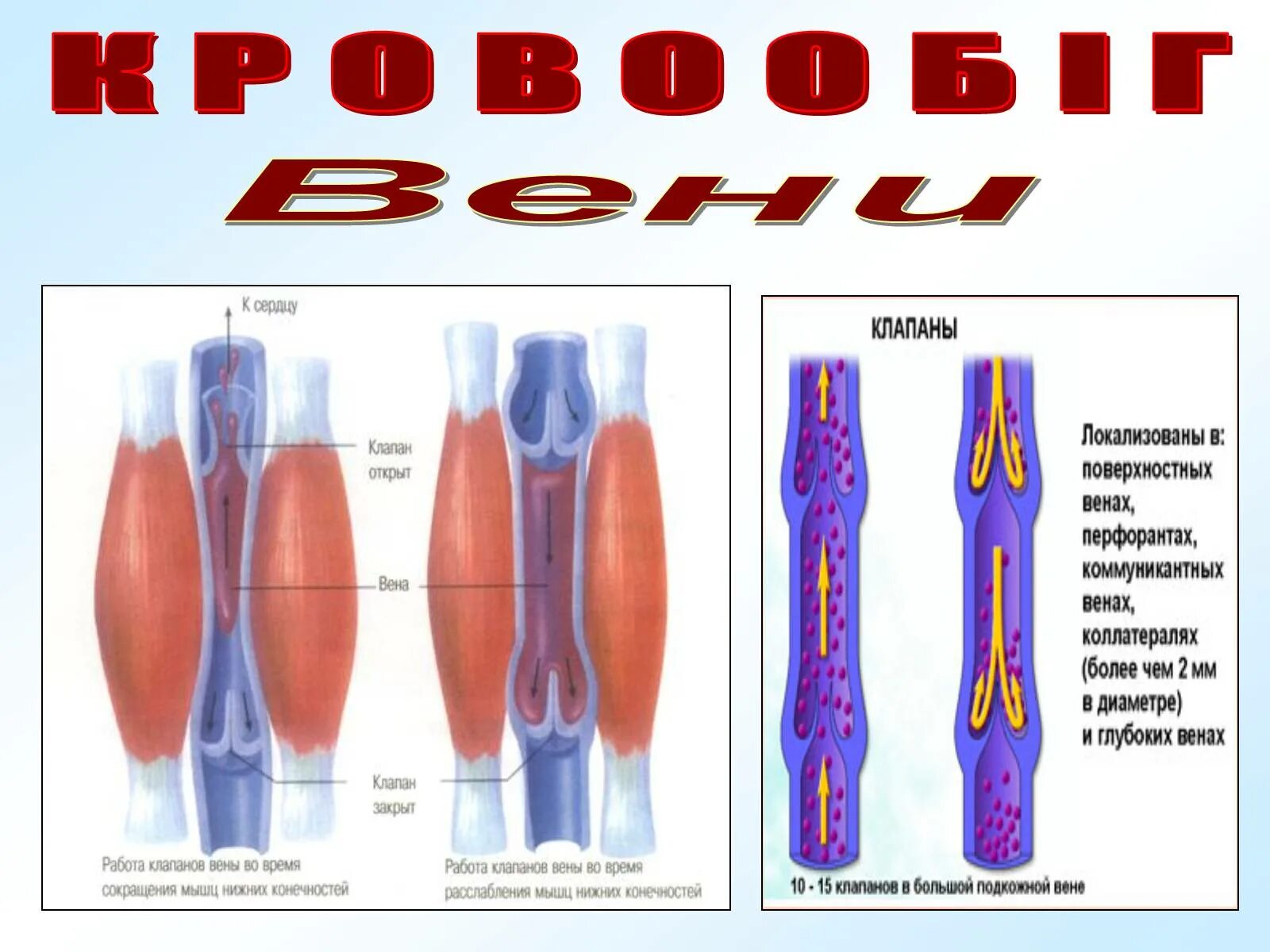 Вены ног клапаны. Клапаны вен нижних конечностей. Венозные клапаны названия. Венозный клапан нижних конечностей.