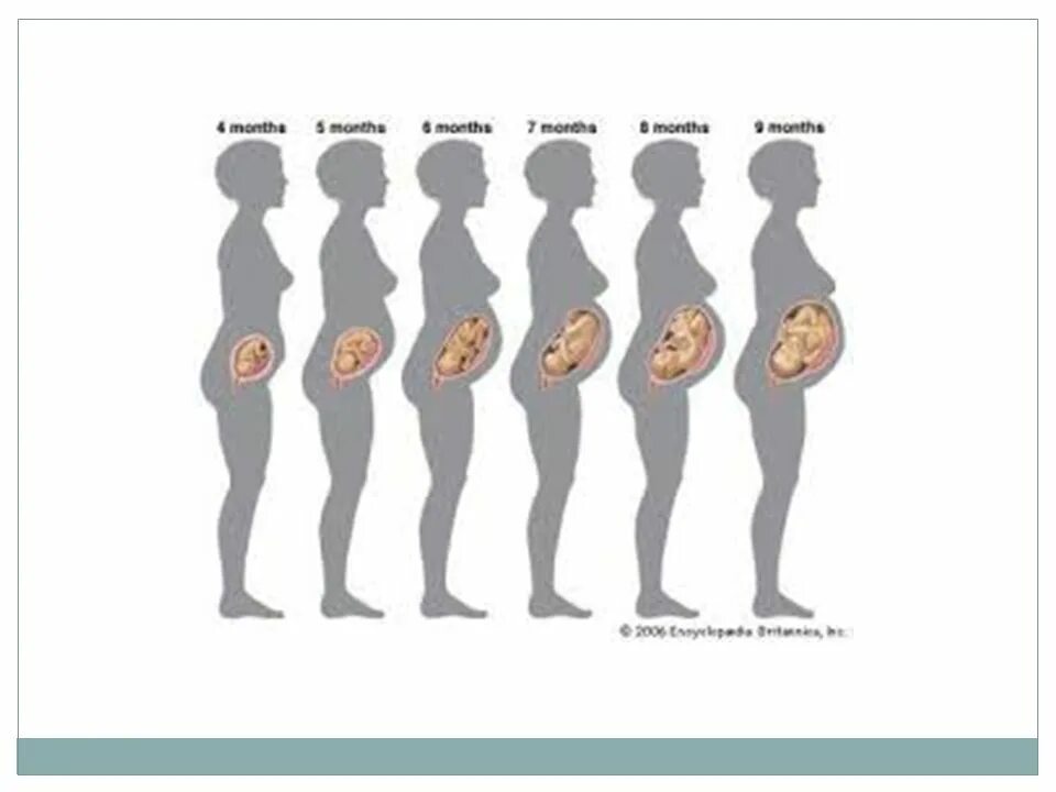 Ребенок в первые месяцы беременности. Протекание беременности с первых дней по неделям. Цикл развития беременности по неделям. Периоды развития плода по неделям в картинках. Формирование ребенка по неделям.