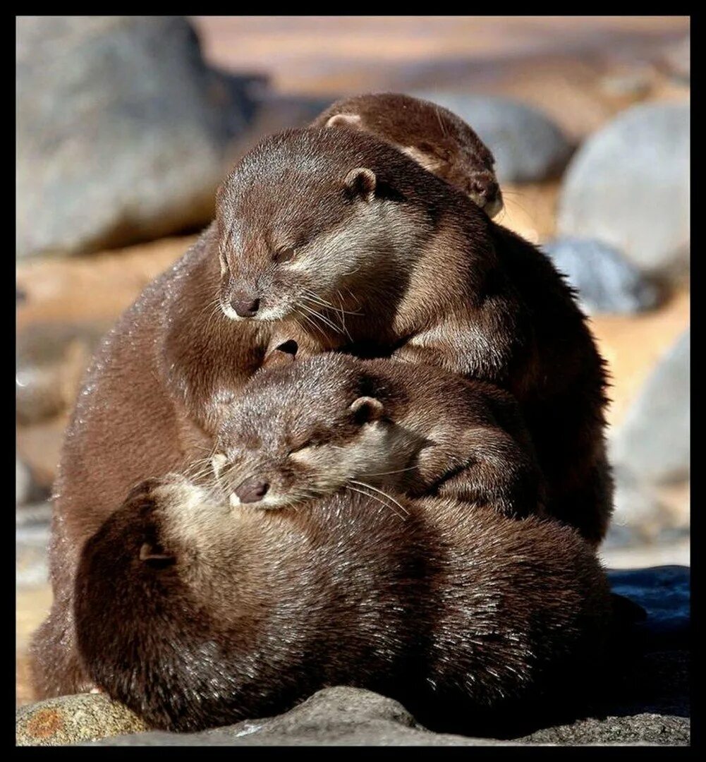 Ласка (mustela nivalis). Ласка. Горностай (mustela erminea). Покажи ласку. Горностай (mustela erminea).