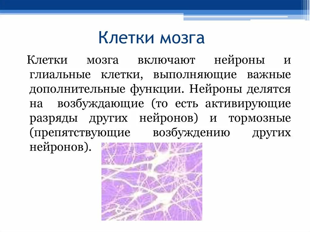 Образование клетки мозга. Клетки мозга. Нейроны головного мозга строение. Структура нейронов мозга. Структура нервных клеток мозга.