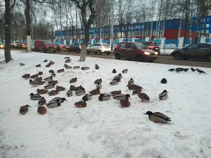 Утки в городе ижевск