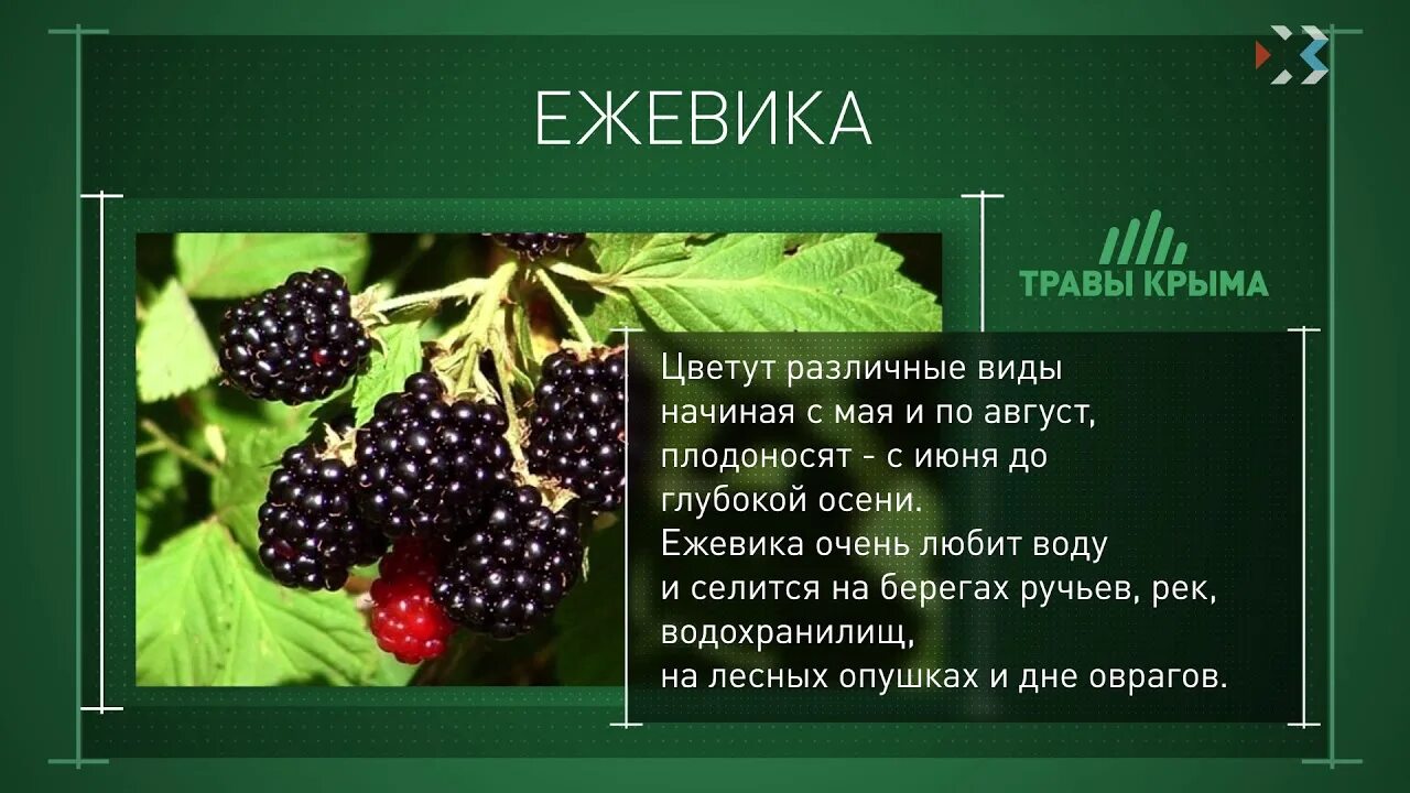 Стих про ежевику. Стихотворение про ежевику для детей. Ежевика картинка с описанием. Сообщение о ежевике. Ежевика купить в аптеке