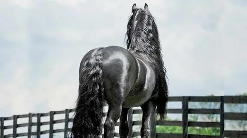Horse but