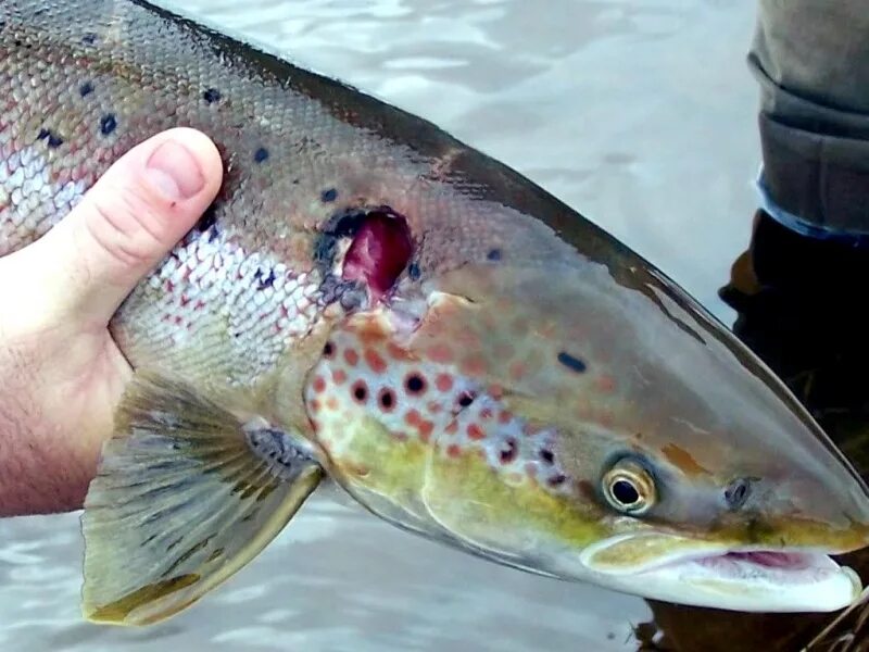 Нападения рыба. Речная минога Lampetra fluviatilis.