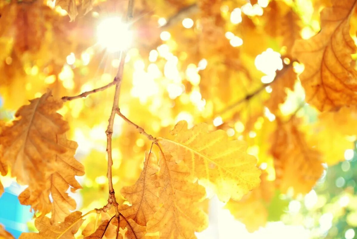 солнечная осень. Autumn sun. Autumn sun. солнечная осень. солнечное дерево.