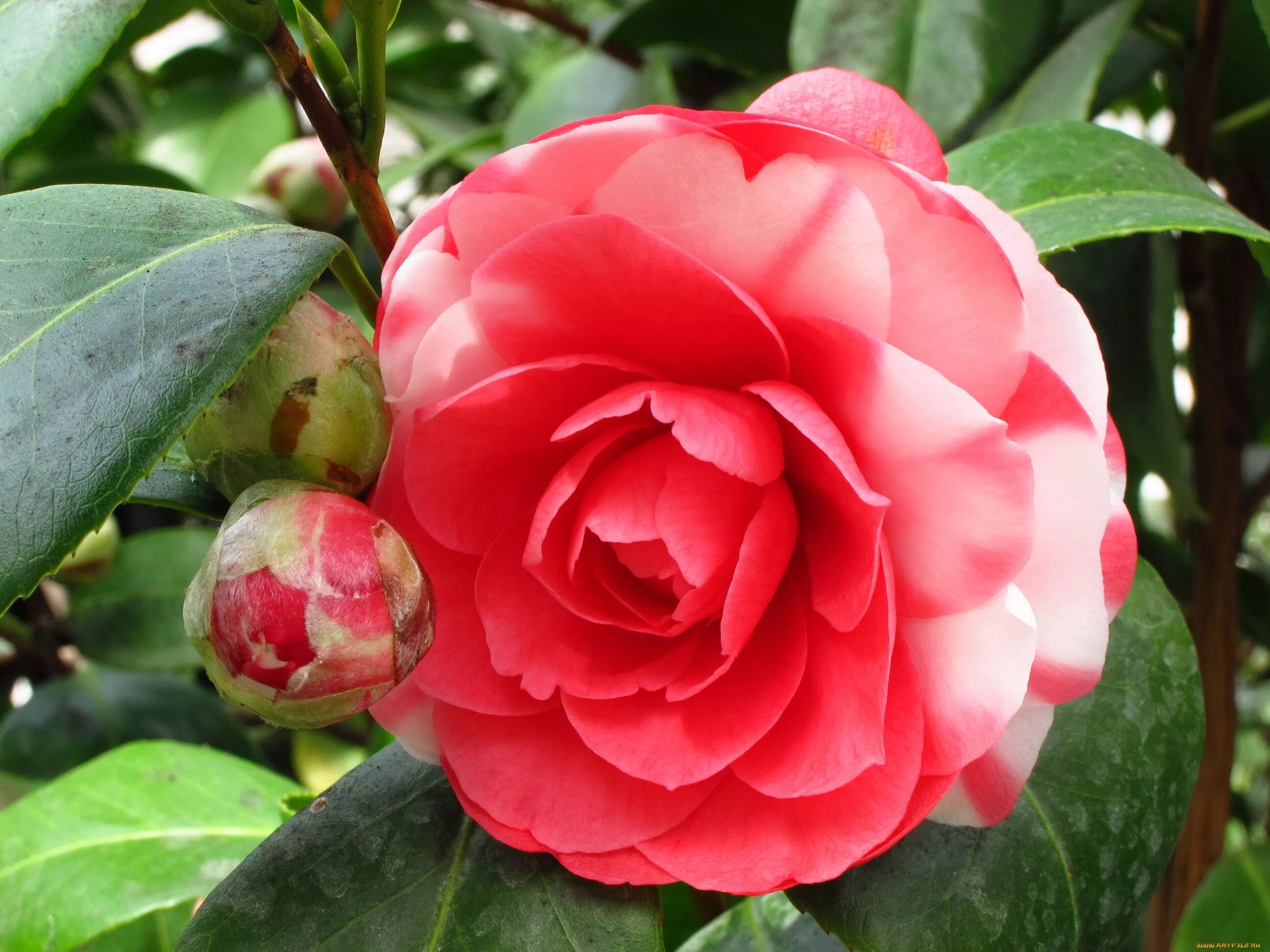 Камелия японская нобилиссима. Камелия японская бономиана. Миддлемист камелия. Цветов камелия. Камелия japonica цветок.