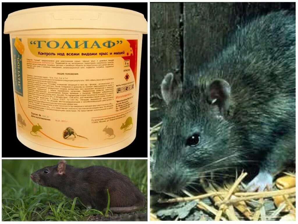 Как избавиться от мышей домашних условиях. Средство для травли крыс. Препараты для борьбы с крысами.