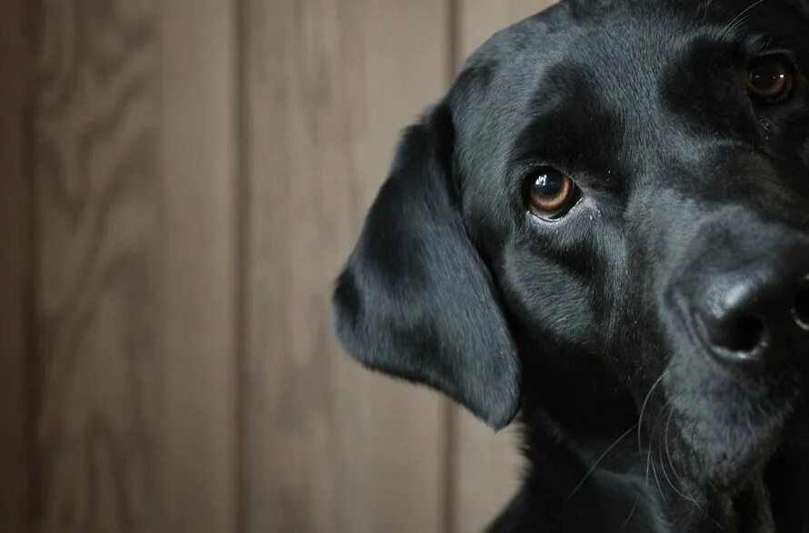 Led zeppelin black dog single. Скороговорка про собаку. Черные собаки. Собака на темном фоне. This dog is black.