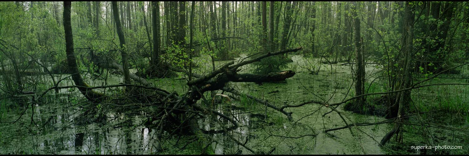 В исследованной воде из местного болота. Болото Владимирской области. Батанаковские болота. Малинское болото Зеленоград.