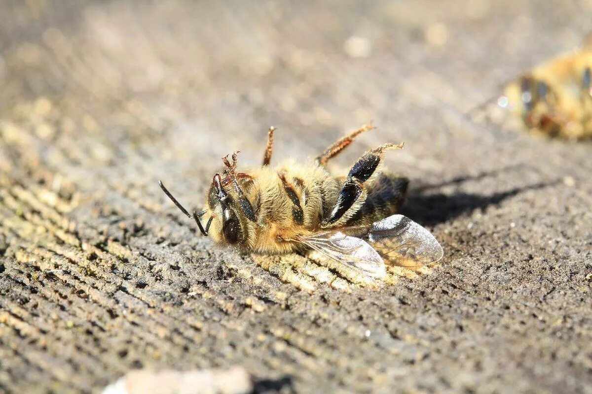 Пчелы гибнут. Массовая гибель пчел. Дохлая пчела. Исчезновение пчел.