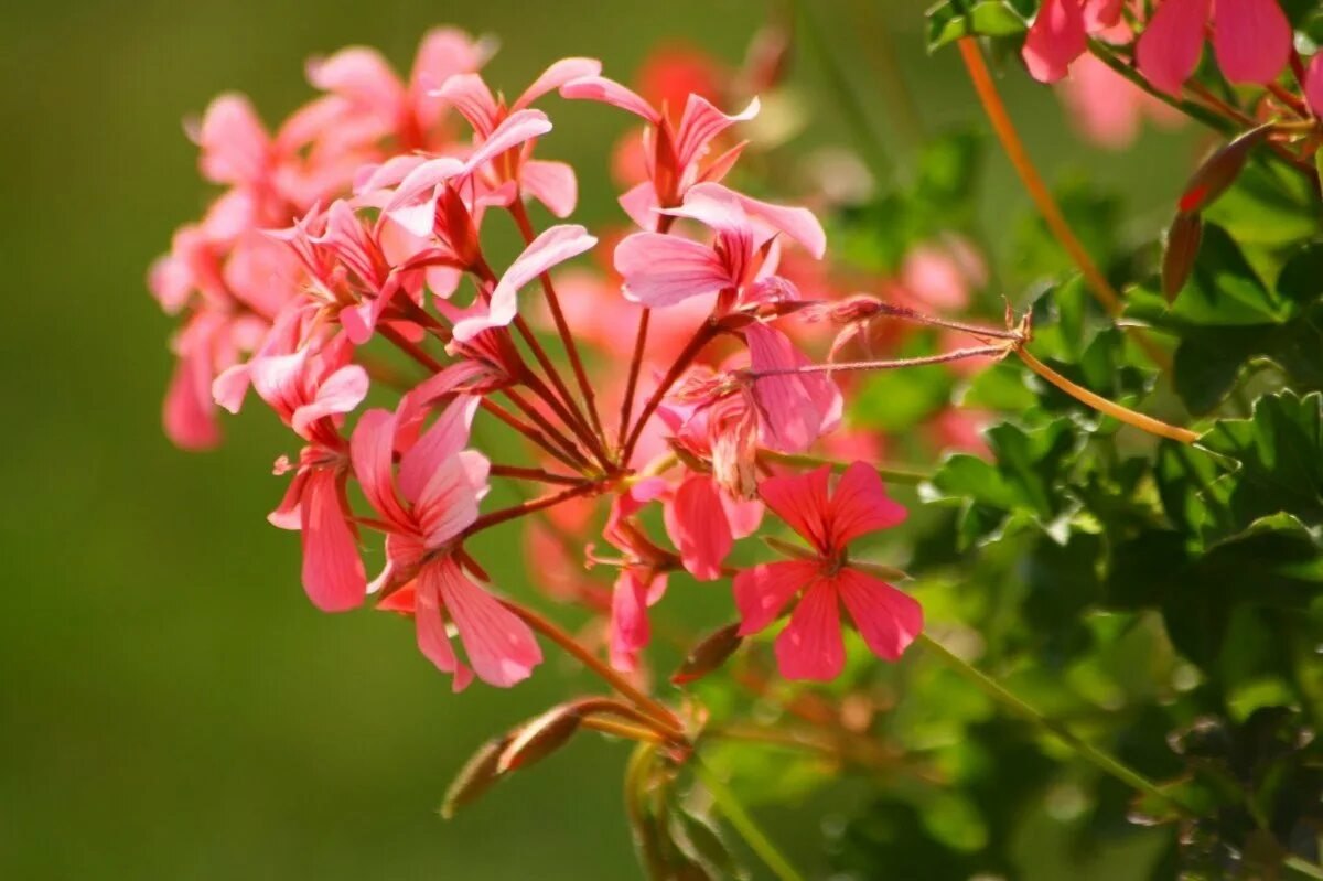 Герань сухая. Pink Geranium пеларгония. Пеларгония розовый салют. Pelargonium Roseum. Пеларгония Margaretta.