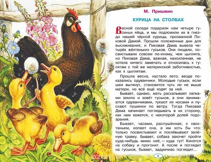 Произведения о природе читать. М М пришвин курица на Столбах. Книга пришвин курица на Столбах. Курица на Столбах м пришвин.