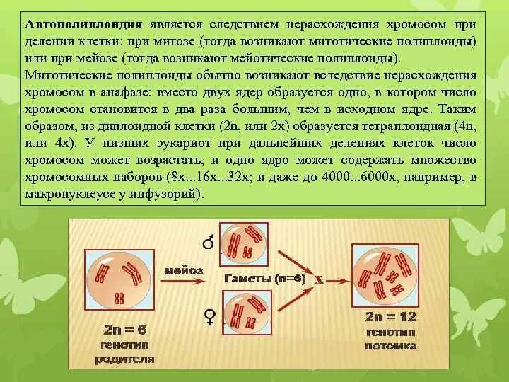 Автополиплоидия мейоз. Автополиплоидия примеры. Автополиплоидия и аллополиплоидия. Полиплоидия автополиплоидия аллоплоидия. Деление тетраплоидной клетки