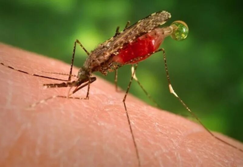 Дерево малярия. Малярийный комар. Комар анофелес. Комар рода анофелес. Малярийный комар тропический.