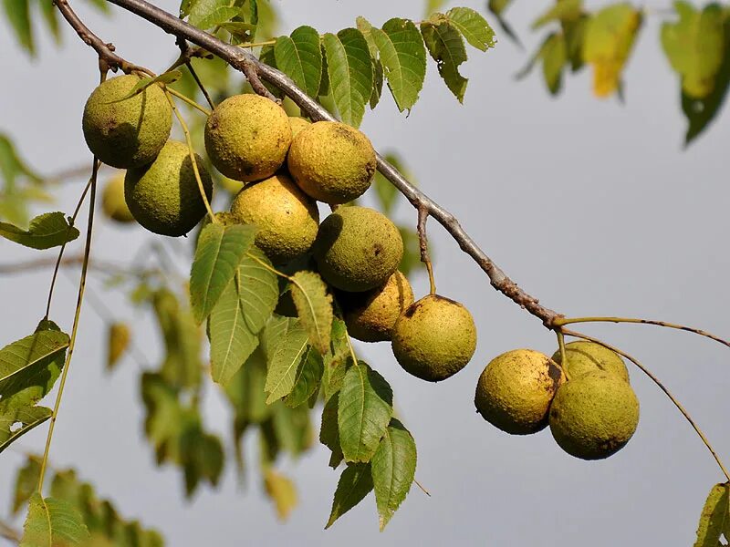 Грецкий черный орех. Juglans nigra. Орех (Juglans). Черный грецкий орех дерево.