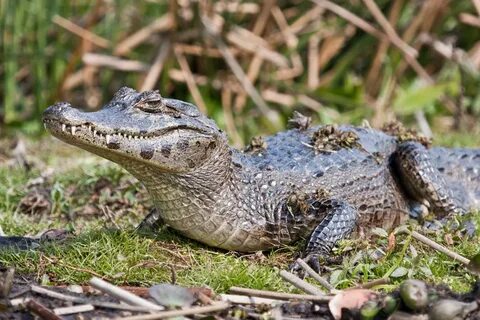 Caiman