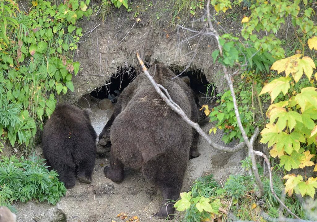 Медведь зимой в берлоге. Бурый медведь в берлоге. Медвежья нора берлога. Устроиться спать в норе как медведь. Устроиться спать в норе как медведь.