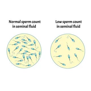 Сиповкамен жыныстық қатынас
