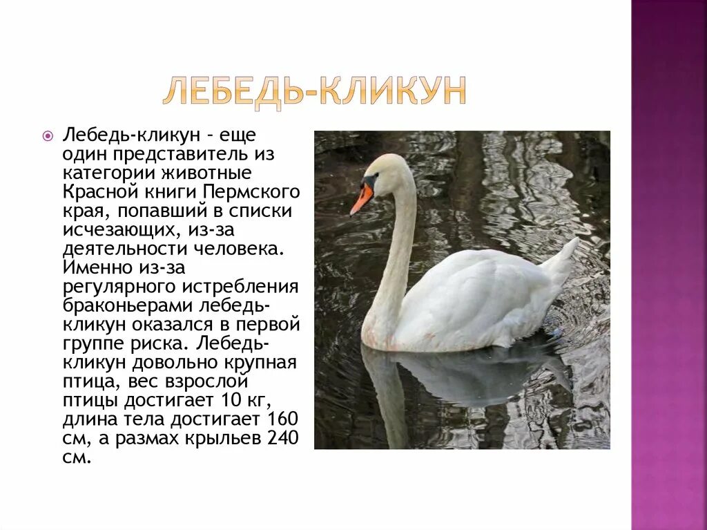 Какие животные в красной книге пермского края