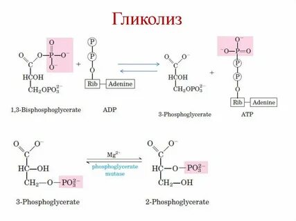 Гликолиз ферменты процесса