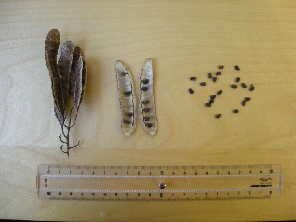 Семена березки. Робиния псевдоакация семена. Семена Robinia pseudoacacia. Березовые семена. Семена березы.