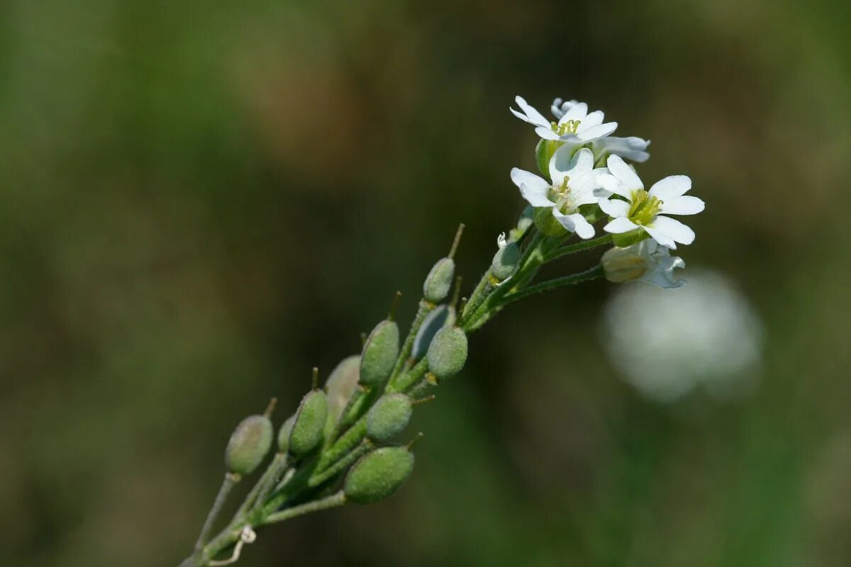 икотник серый (berteroa incana). икотник скальный. икотник серый. икотник серый (berteroa incana). икотник бурачок.