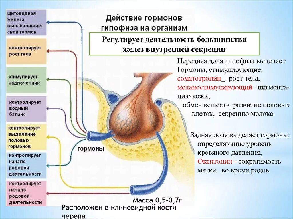 Гормон соматотропин регулирует. Гормоны регулирующие функции гипофиза. Строение гормонов передней доли гипофиза. Гипофиз гормоны выделяемые железой. Деятельность половых желез регулирует гормон гипофиза.