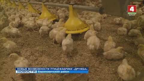 Птицефабрика дружба