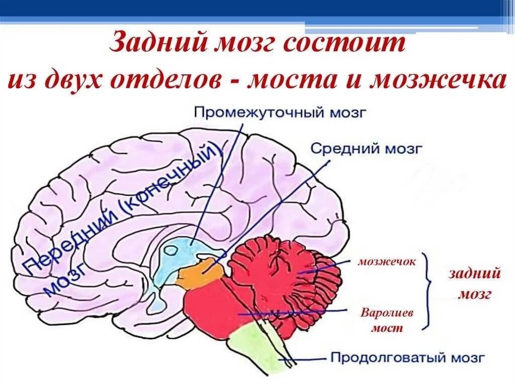 Головной мозг связан со. Задний мозг мост и мозжечок строение и функции. Задний отдел мозга строение и функции. Головной мозг отделы и функции задний мозг. Головной мозг строение задний мозг.