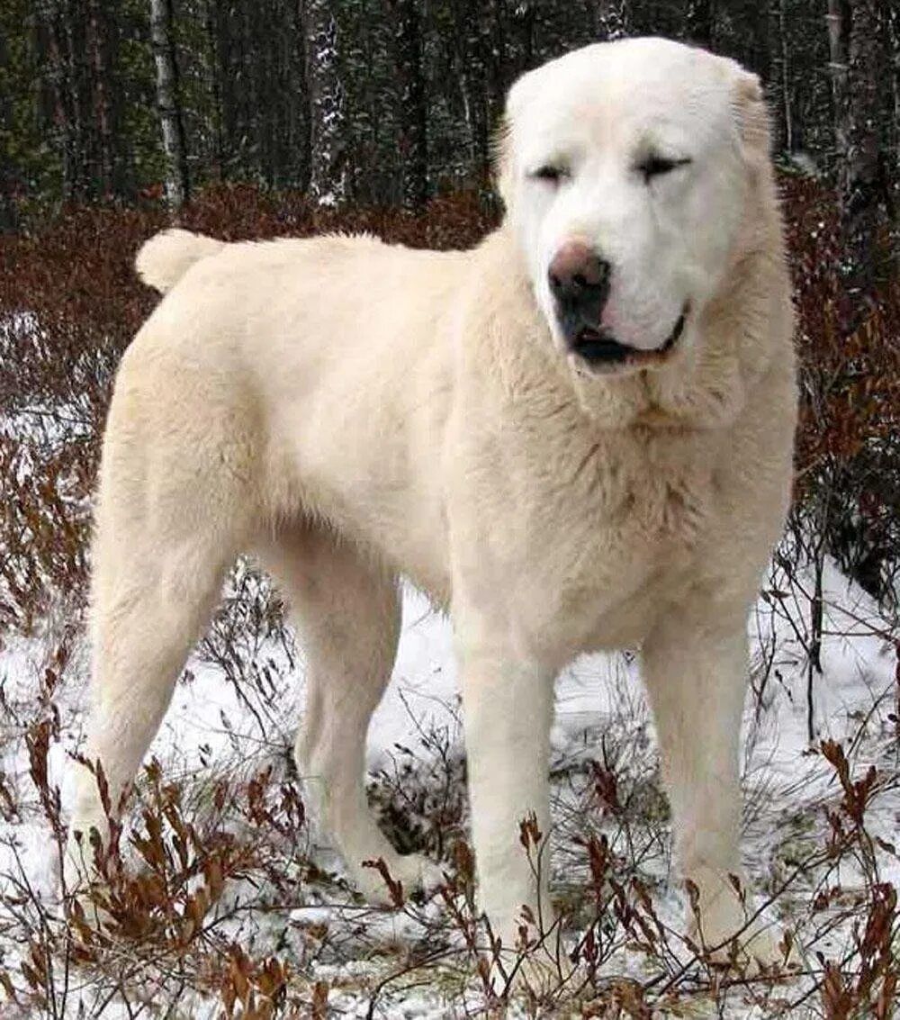 Алабаи бывают