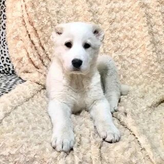 Клички для собак породы алабай