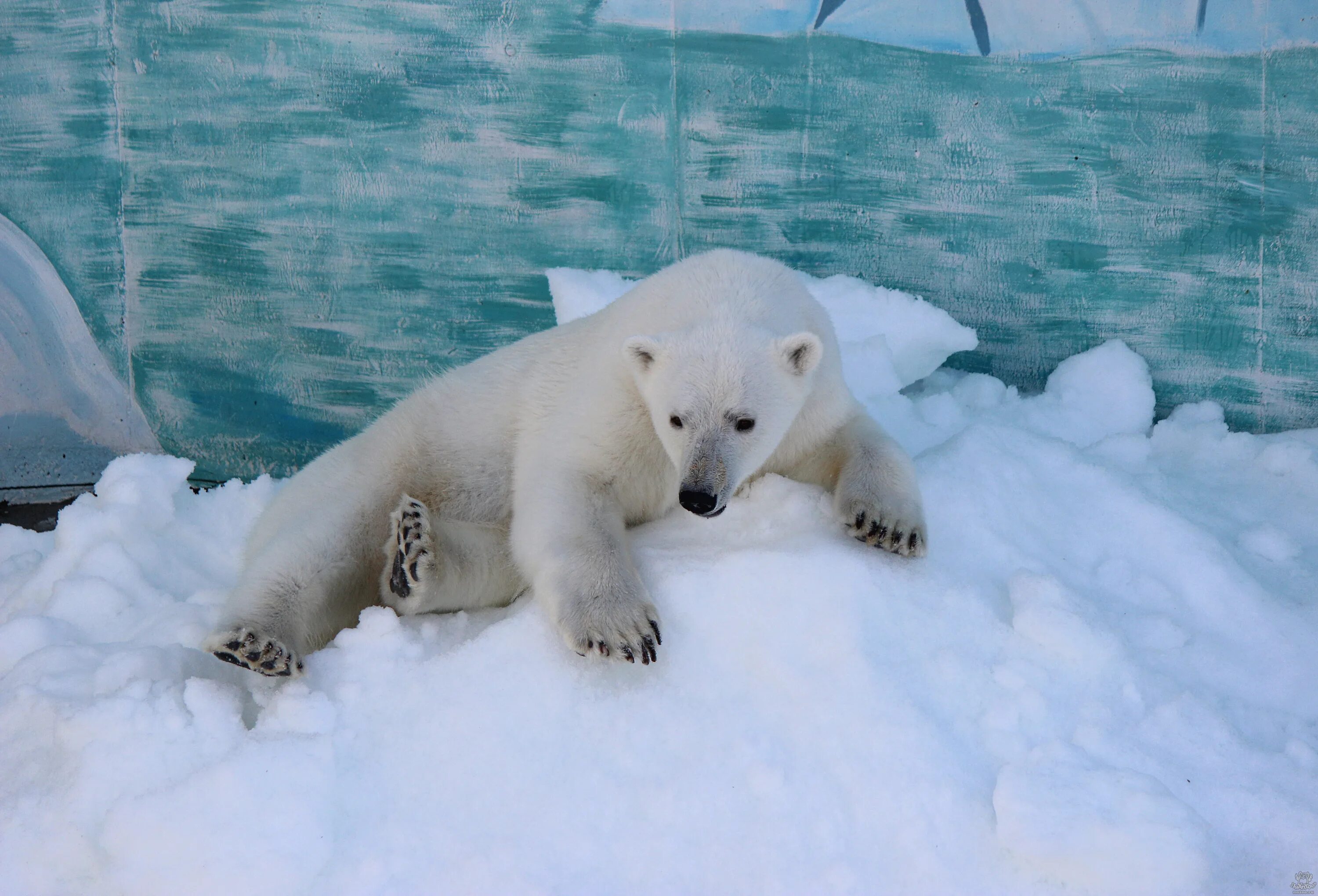 белый медведь оскал. белый медведь режим работы. медведи в пермском зоопарке. белый медведь режим работы. новосибирский зоопарк.