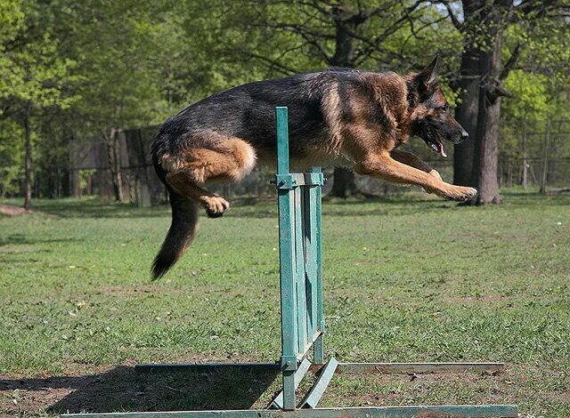 тренировка немецкого овчарки. тренировка немецкого овчарки. тренировка немецкого овчарки. овчарки. немецкая овчарка на тренировке.