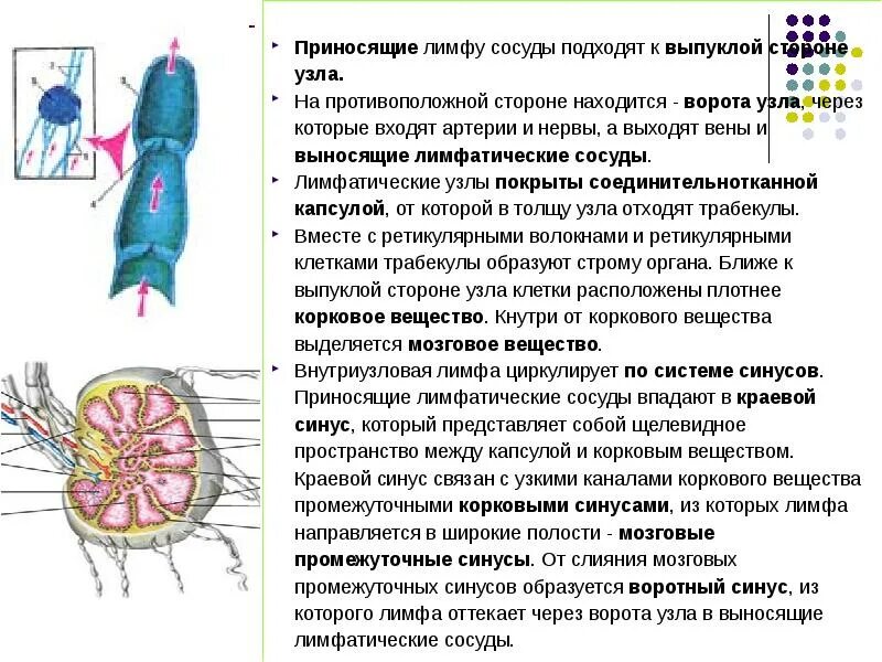 Лимфатические сосуды несут. Лимфатические сосуды. Лимфатические сосуды и узлы. Приносящие и ВЫНОСЯЩИЕ сосуды лимфоузлов. Лимфатические сосуды и лимфатические узлы.