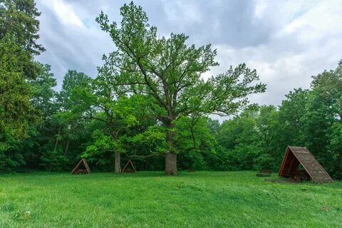 Main tree