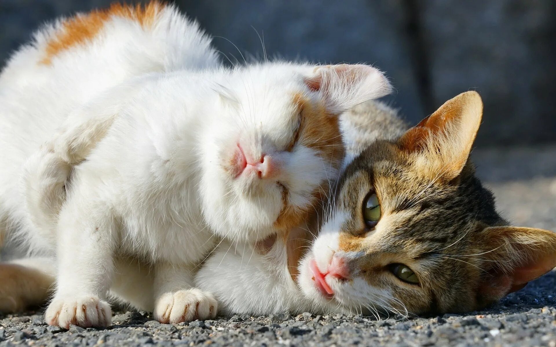 Кот и котенок картинки. Влюбленные кошки. нежная кошка. нежные котята. кошка ласкается.