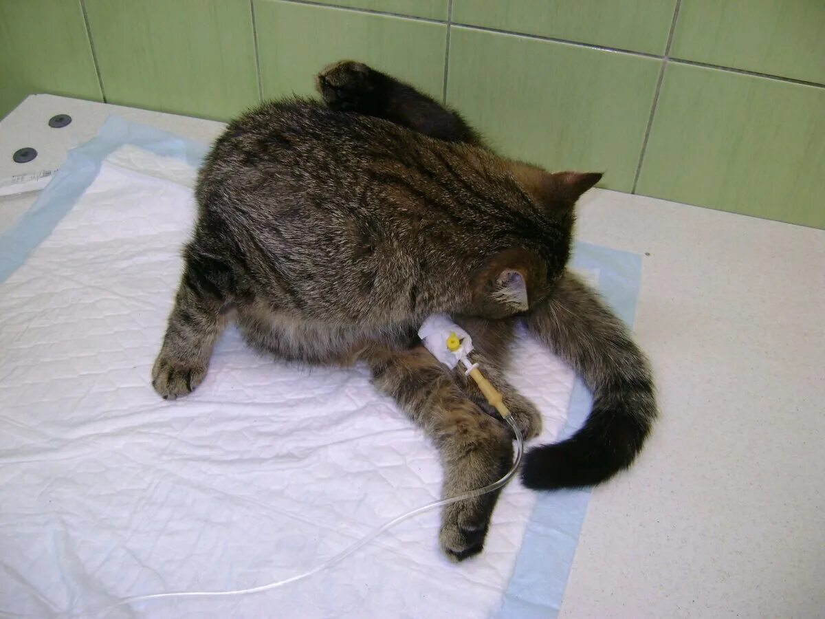 Промежностная уретростомия кота. Частое мочеиспускание у кошки