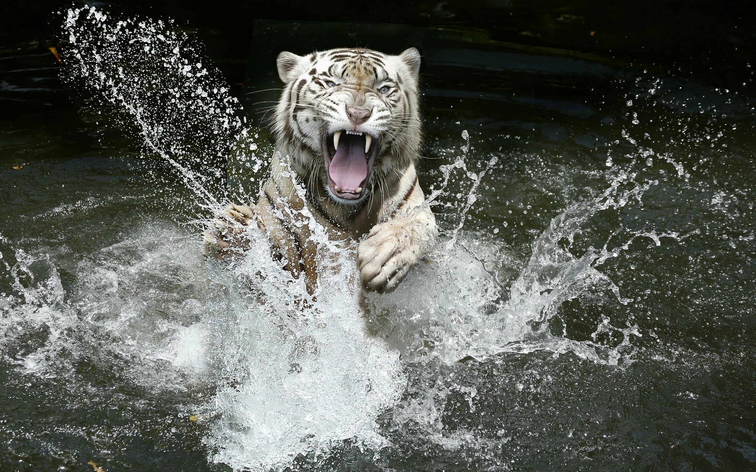 Тигр купается. Уссурийский тигр. Тигр обои. Тигр в воде. Амурский тигр в воде.