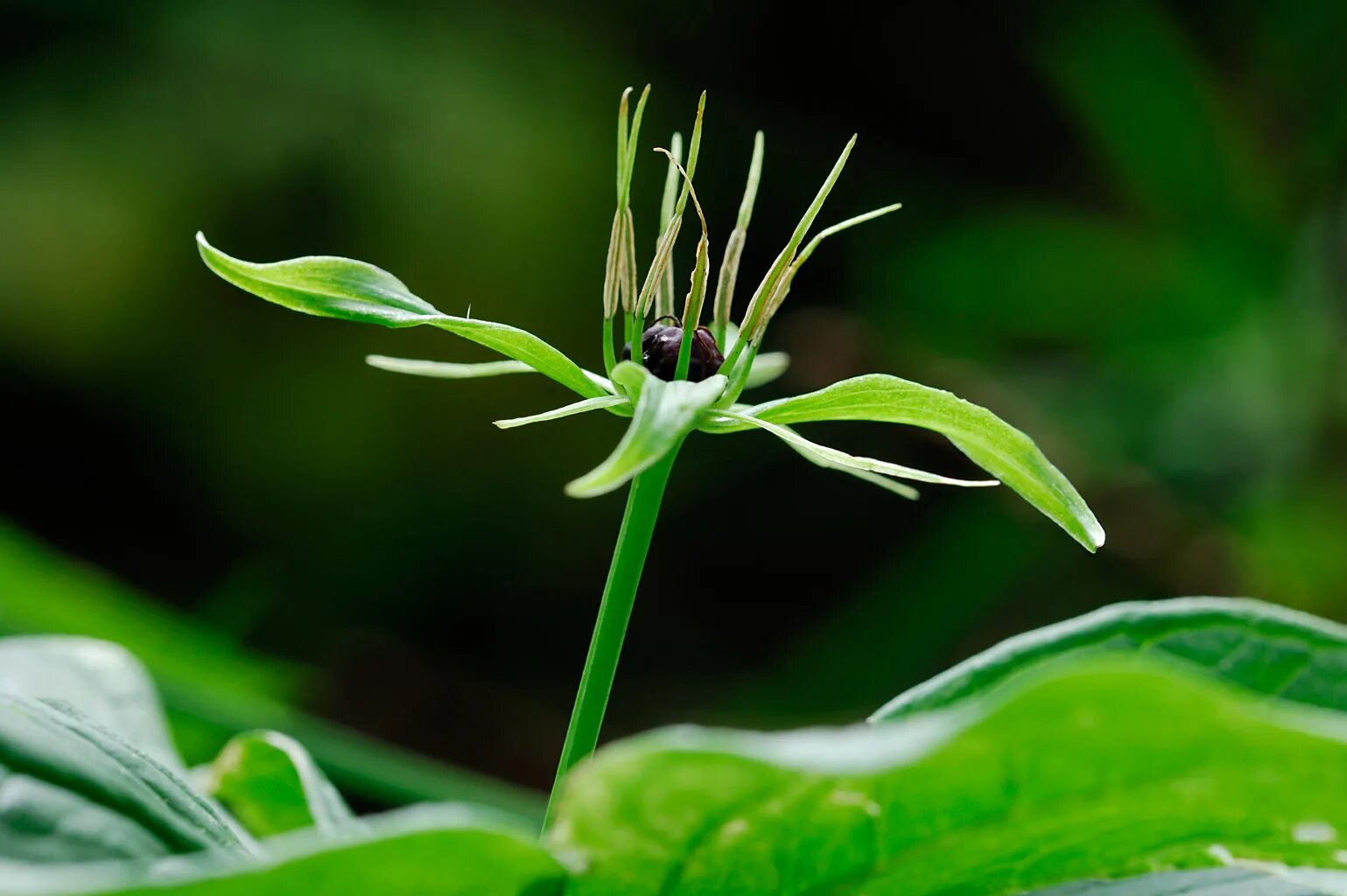 Poison plant. Мандрагора ядовитые растения. Ядовитые растения Израиля. Ядовитый зеленый цветок. Ведьмин цветок растение.