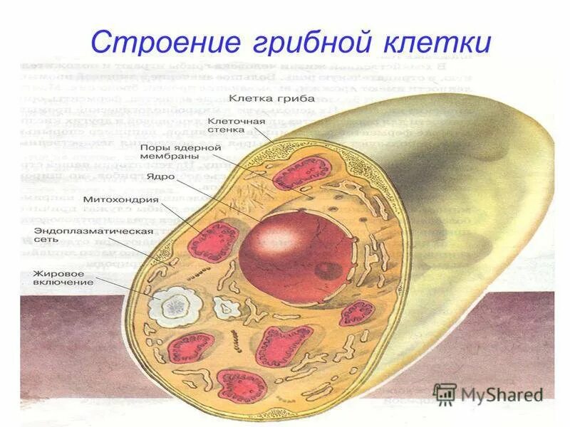 Схема строения клетки грибов. Строение клетки гриба. Строение грибной клетки. Строение грибной клетки клетки. В клетках грибов есть ядро