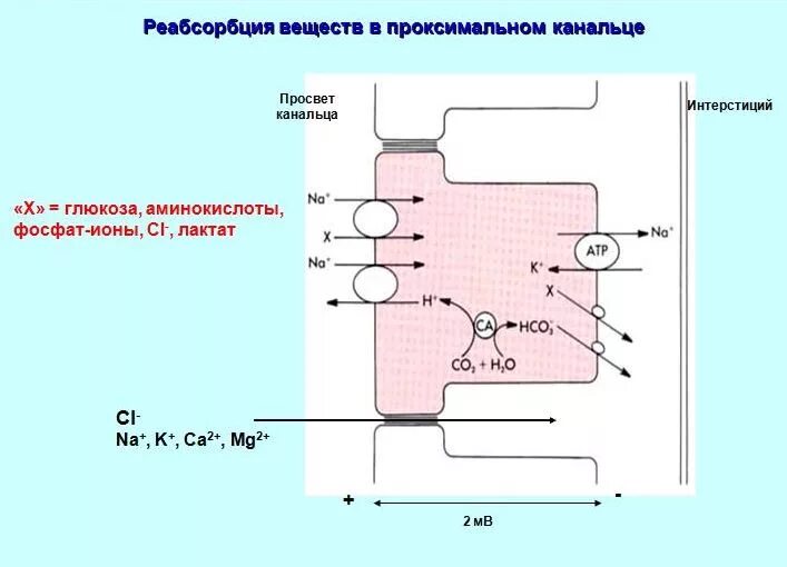 Усиливает реабсорбцию