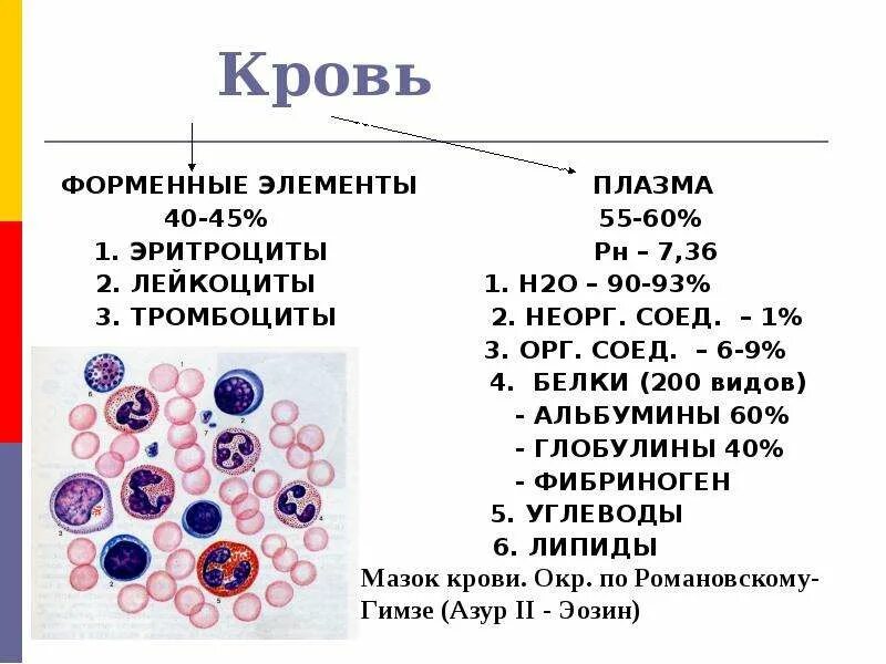 Лейкоциты в 1 мм3 крови. Лейкоциты периферической крови. Кровь форменные элементы гистология тромбоциты. Форменные элементы крови гистология лейкоциты. Функции клеток эритроциты лейкоциты тромбоциты.