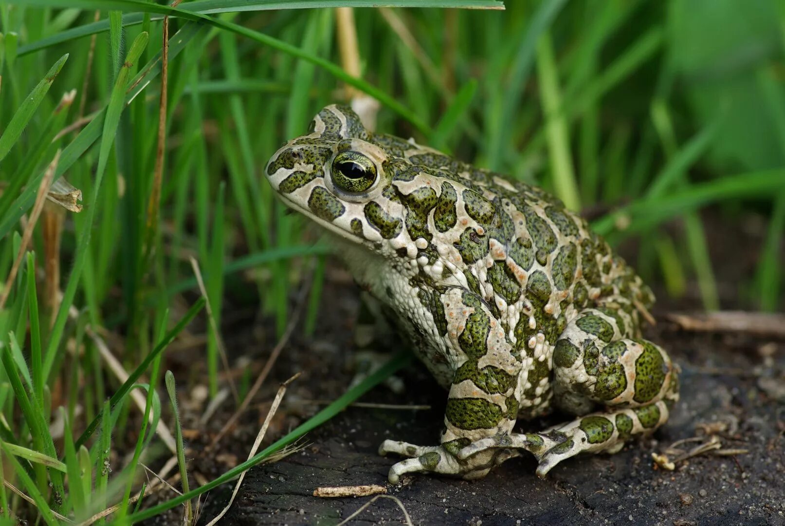 Покажи земноводные. Жаба зелёная – Bufo viridis (Laurenti, 1768). Жаба зеленая Буфо виридис. Чесночница обыкновенная. Чесночница лягушка.